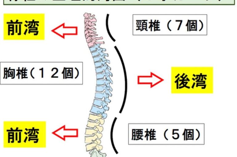 生理的湾曲イメージ画像
