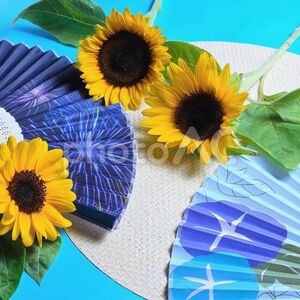 夏　ひまわり　イメージ写真