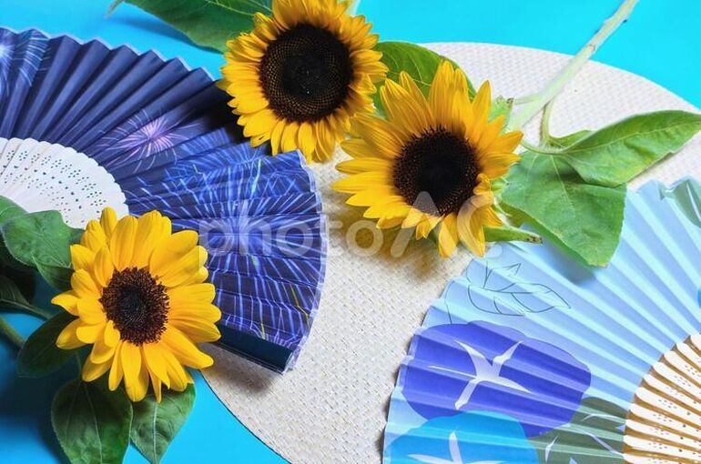 夏　ひまわり　イメージ写真