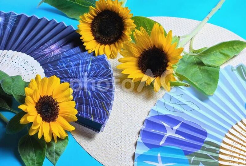 夏　ひまわり　イメージ写真